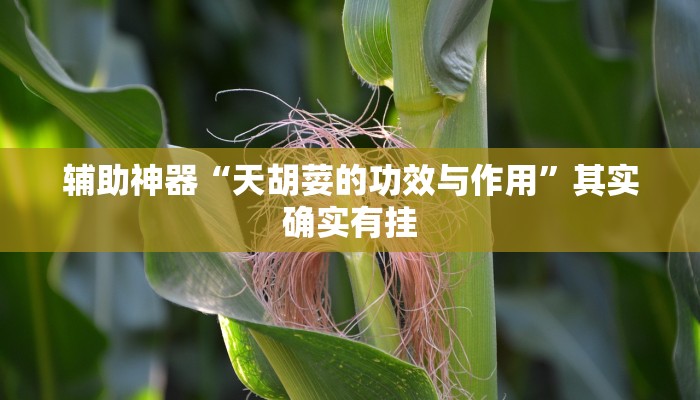 辅助神器“天胡荽的功效与作用”其实确实有挂