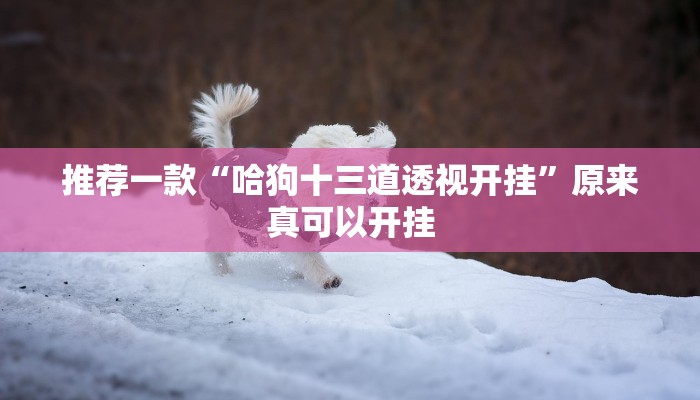 推荐一款“哈狗十三道透视开挂”原来真可以开挂